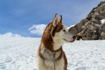 brown and white wolf sitting on snow