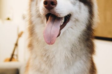 photo of siberian husky