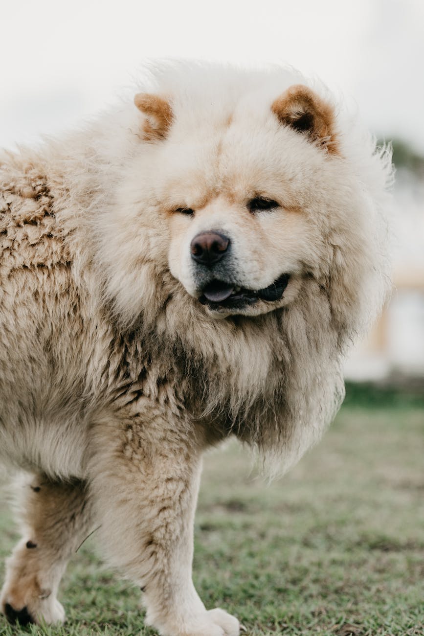 chow chow with fluffy fur on meadow in summer