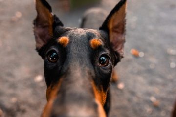 a close up of a doberman pinscher
