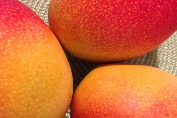 photo of ripe mangoes