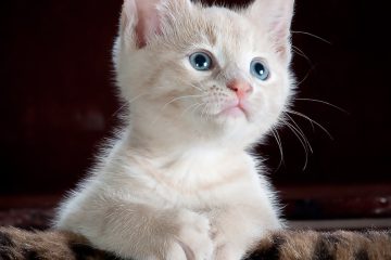 white and grey kitten on brown and black leopard print textile