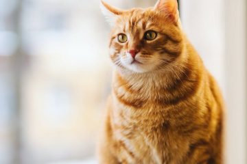 selective focus photography of orange tabby cat