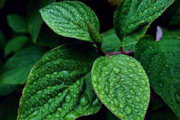 selective focus photography of leaves with water due
