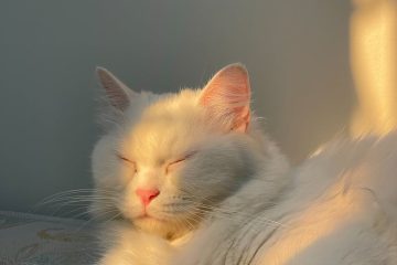 close up shot of a white cat sleeping