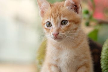 an adorable tabby cat