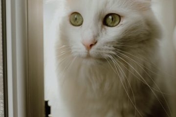 shot of white cat
