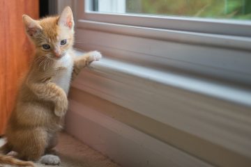 kitten in the window sill