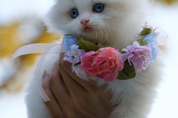 person holding white kitten with flowers necklace