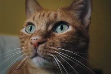 cute red cat indoors