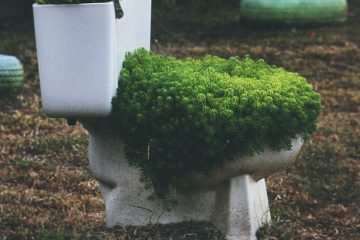 green leafed plants on toilet bowl