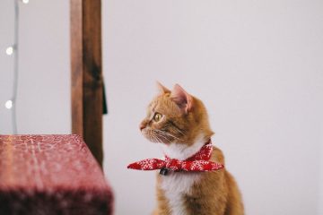 cat with red scarf on neck sitting on white stool