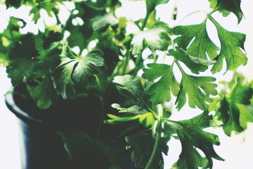 green leafed plant