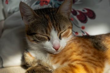 orange and brown tabby kitten lying on bed