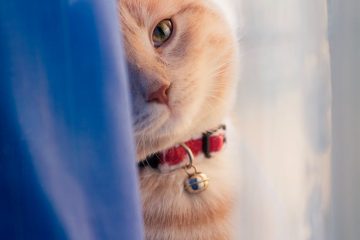 orange tabby cat on back of window curtain