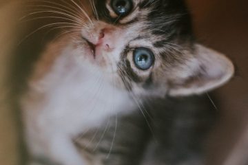 close up photo of black and white kitten looking up