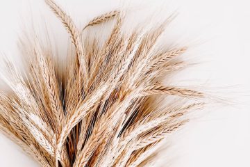 brown rice plant