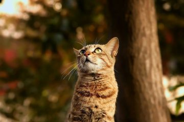 tabby cat looking up