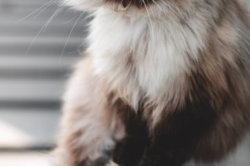 close up photo of downy cat
