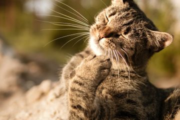 brown tabby cat