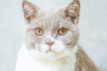 close up photo of cat