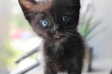 cute short fur black kitten with blue eyes
