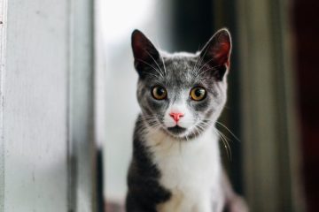 photo of a gray and white cat
