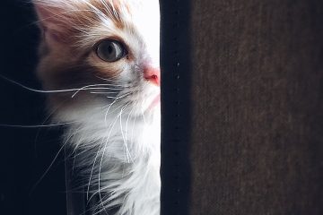 close up of cat