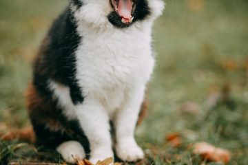 selective focus photo of cat