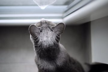 top view photo of cat looking at the window