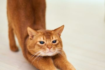 orange cat stretching