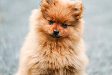 brown pomeranian puppy on grey concrete floor