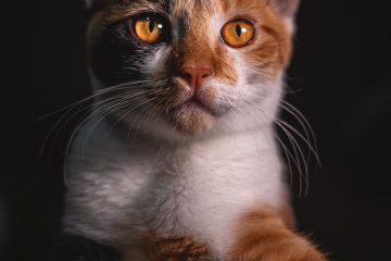 photo of tabby cat