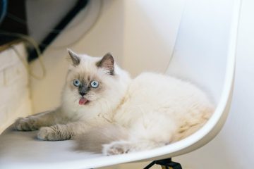 ragdoll cat on a white chair