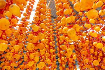traditional oriental hoshigaki persimmons hanging on threads
