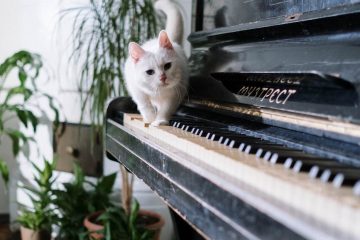 white cat on piano