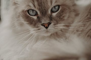 furry cat looking at camera while lying on blanket