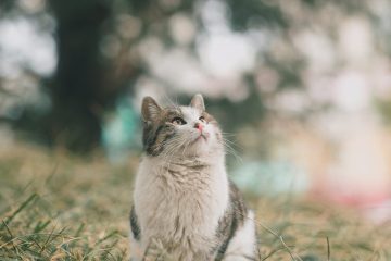 cute cat sitting outdoors on grass and looking up