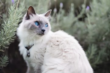 attentive purebred cat with fluffy fur sitting on grass
