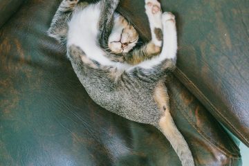 tabby cat sleeping on sofa