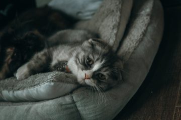 close up photo of gray and white cat lying on gray pillow