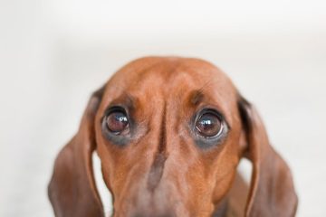 soft focus photo of dachshund