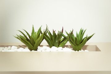 three green aloe vera plants
