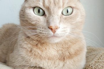orange tabby cat on brown knitted textile
